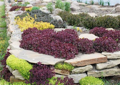 25 Sedum Rock Garden Ideas To Try This Year SharonSable