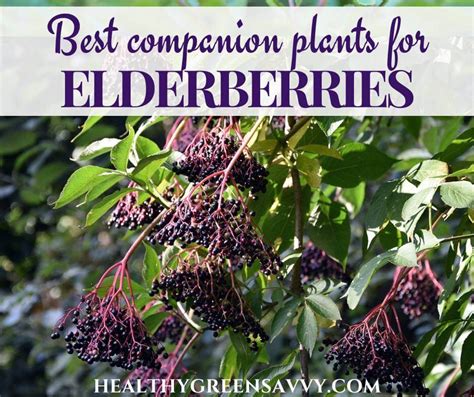 11 Best Elderberry Companion Plants To Grow In Your Garden