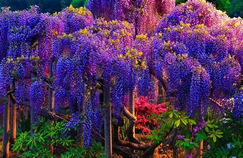 The 18 Most Beautiful Trees In The World