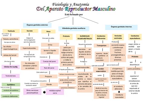 Mapa Conceptual Aparato Reproductor Masculino Y Femenino Docx Ma