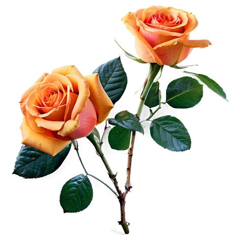 Download Orange Roses Sunset Png 05042024