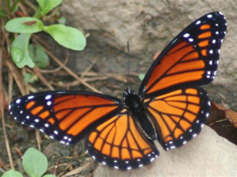 Common Butterflies Of North Carolina