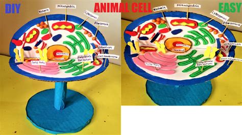 Eukaryotic Plant Cell Model