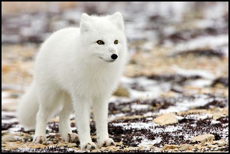 Arctic Fox Page