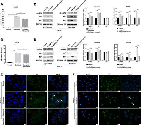 Parp Inhibitor Rucaparib Reversed Oxaliplatin Induced Parthanatos In