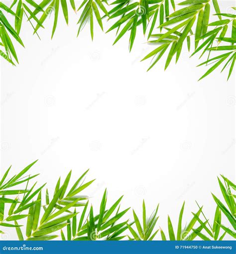 Bamboo Leaf Border Stock Illustration Illustration Of Green