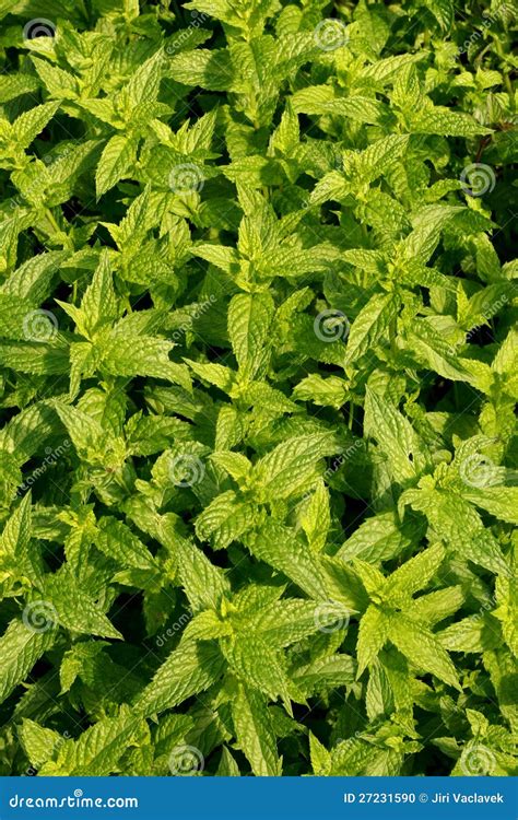 Fresh Sweet Mint Stock Photo Image Of Leaf Ecological 27231590