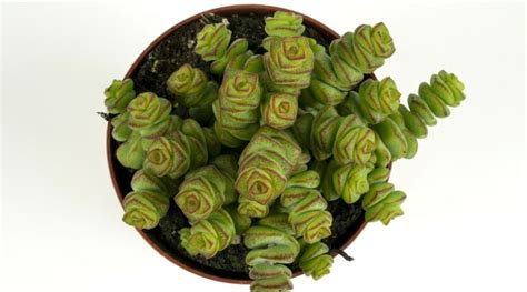 50 Different Types of Crassula Varieties With Names and Pictures