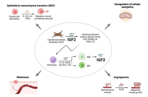 Roles Of Paracrine Igf2 Cafs From Invasive Tumors Preferentially