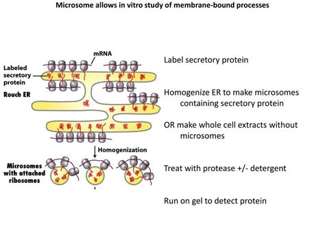 Ppt Mitochondria Powerpoint Presentation Free Download Id 2267884