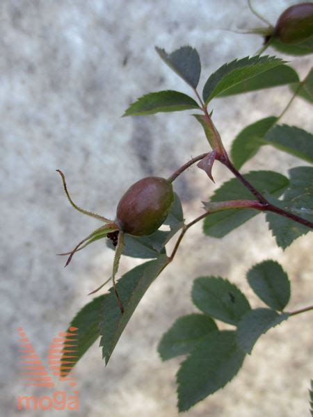 Rosa Glauca Vrtni Center Moga