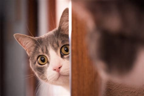 Meu Gato N O Consegue Abrir O Olho Sobre Os Olhos