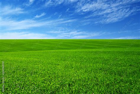 Foto De Green Grass Field Do Stock Adobe Stock