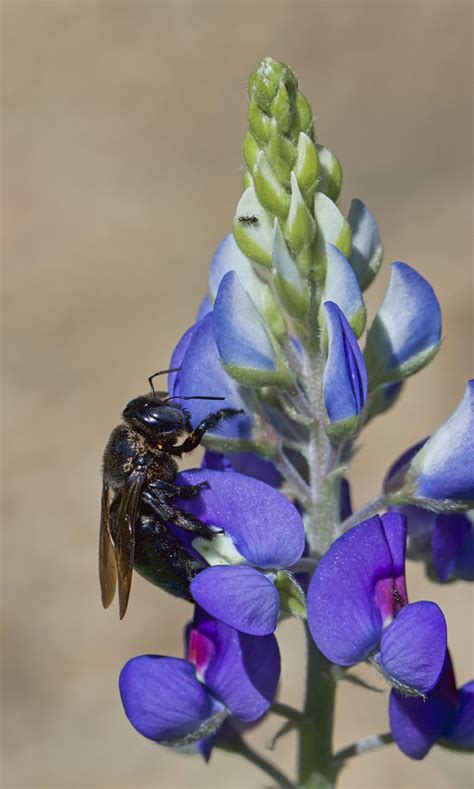 Southern Carpenter Bee Xylocopa Micans Anne In Nature Flickr