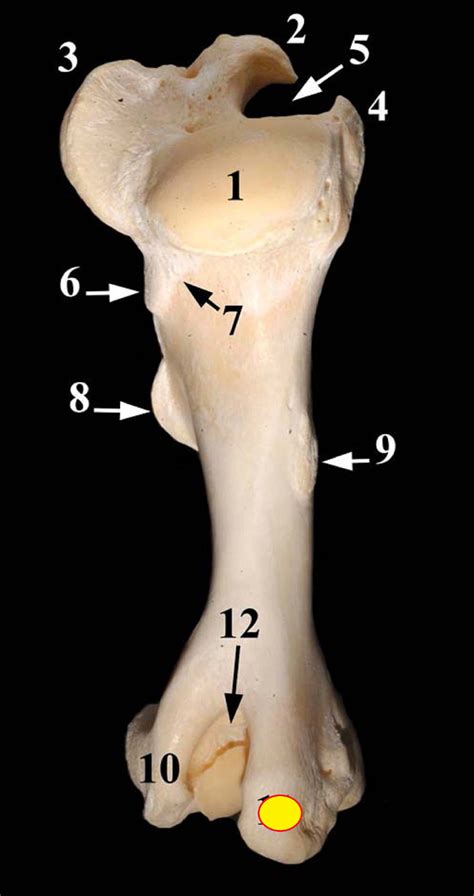 Medicina Veterinária Práticas em Laboratório de Anatomia Úmero