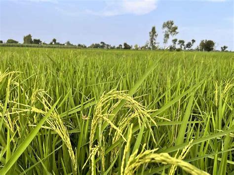 Herbicide Tolerant Crops Archives Countercurrents