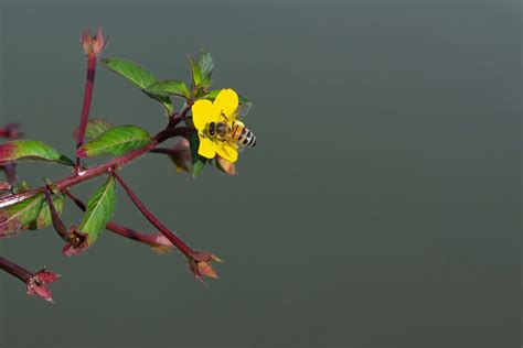 Kada pčele zuje biljke slušaju i nude više nektara ecoportal me