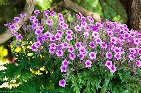 Geranium Geraniums Golden Gate Park Plants