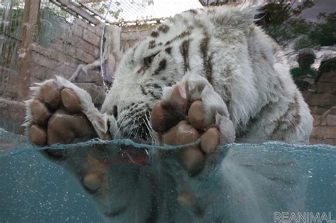 2022年は寅年！ ホワイトタイガーはどうして白いの？動物園で聞いてみました レスポンス（responsejp）