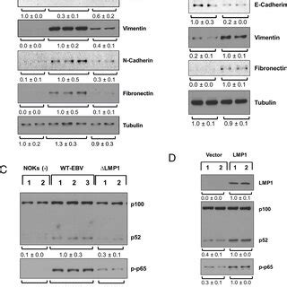 Yap And Taz Are Required For Ebv Induced Proliferation Inhibition Of