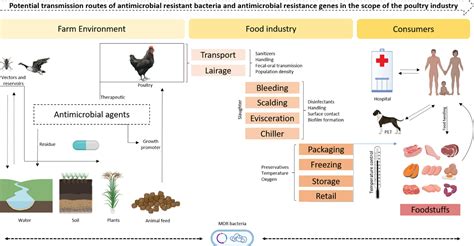 Antimicrobial Resistance In The Globalized Food Chain A One Health