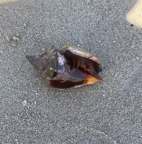 Florida Fighting Conch From Straits Of Florida Fl Us On April