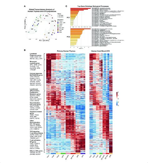 A Principal Component Analysis Pca Of Gene Expression For Human