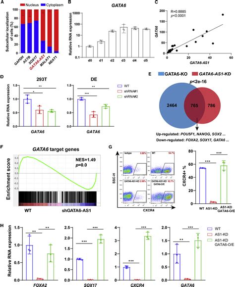 Gata6 As1 Regulates Gata6 Expression To Modulate Human Endoderm