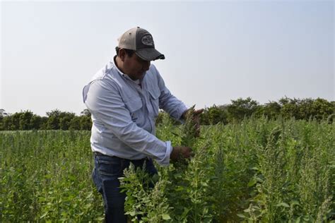 Lanzarán dos nuevas variedades de quinua tropicalizada para extender su