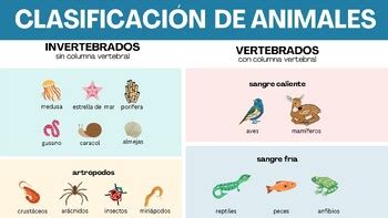 CLASIFICACIÓN DE ANIMALES: VERTEBRADOS E INVERTEBRADOS - ESP + ENG