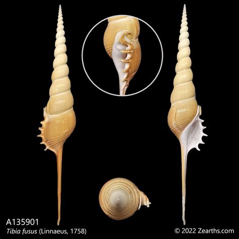 tibia fusus linnaeus  zearths collections