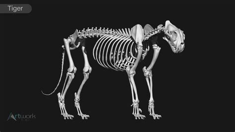 ArtStation - animal skeleton collection | Resources