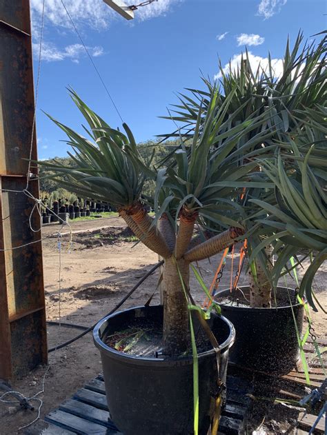 Dragon Tree Dracaena Draco Designer Trees Australia