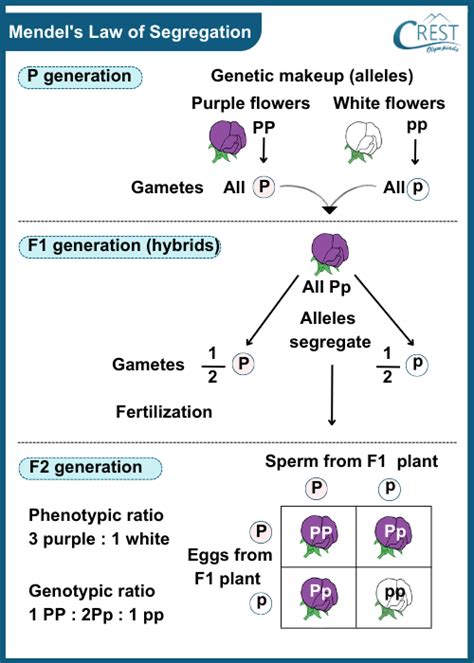 Hereditary And Evolution Class 10 Notes Science Olympiad