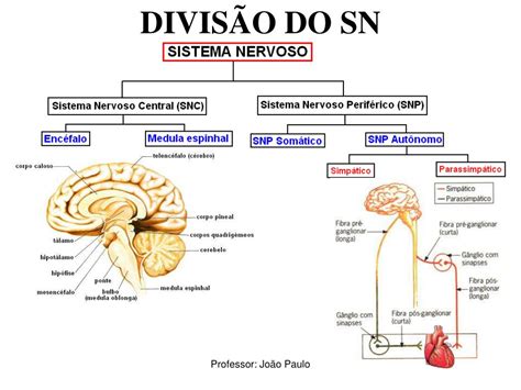Divisão Anatomica Do Sistema Nervoso