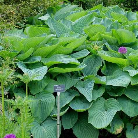 PW® Shadowland® Empress Wu Hosta - Hosta 'Empress Wu' PP20774 – ServeScape
