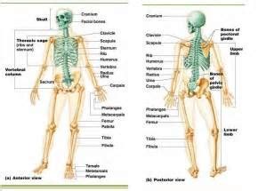 Chapter The Axial And Appendicular Skeleton Diagram Quizlet