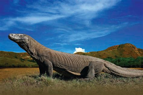 Kenaikan Biaya Kunjungan Taman Nasional Komodo Upaya Konservasi Atau Ladang Cuan Bagi Korporasi