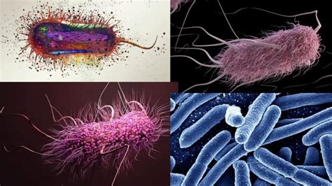 Escherichia coli(E. coli) morphology, arrangement, Cultural ...