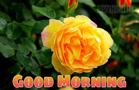 Beautiful Good Morning Yellow Rose Images Hd Best Status Pics