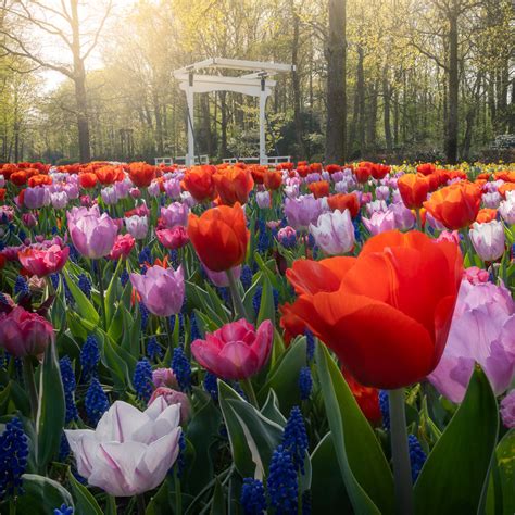 A Quiet Look at Keukenhof, the World's Most Beautiful Tulip Garden ...