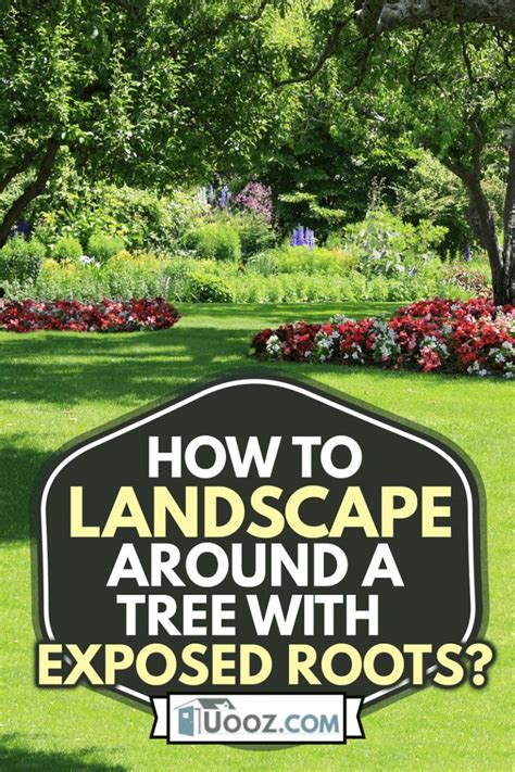 How To Landscape Around A Tree With Exposed Roots Uooz