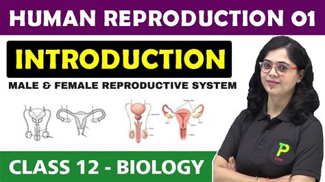 Human Reproduction One Shot Human Reproduction Class Human