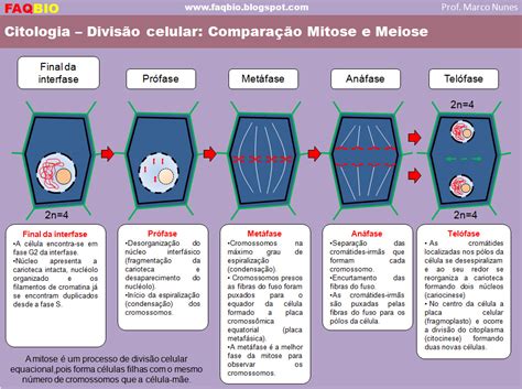 Faqbio Apoio Ao Estudo De Biologia Ficha Resumo Divis O Celular