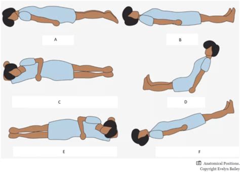 Body Positions Flashcards Quizlet