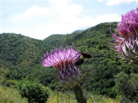 Taburno Trekking Montesarchio Giugno Da Moiano A Sant Agata