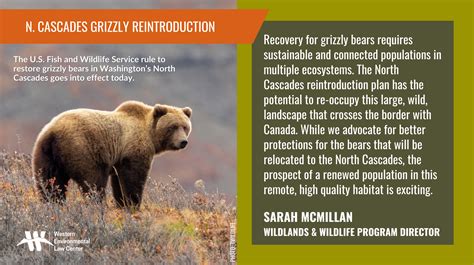 Conservation Groups Celebrate Plan To Restore Grizzly Bears To North