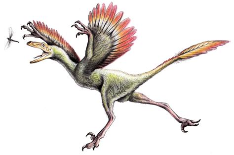 Bambiraptor | Fossil Wiki | Fandom