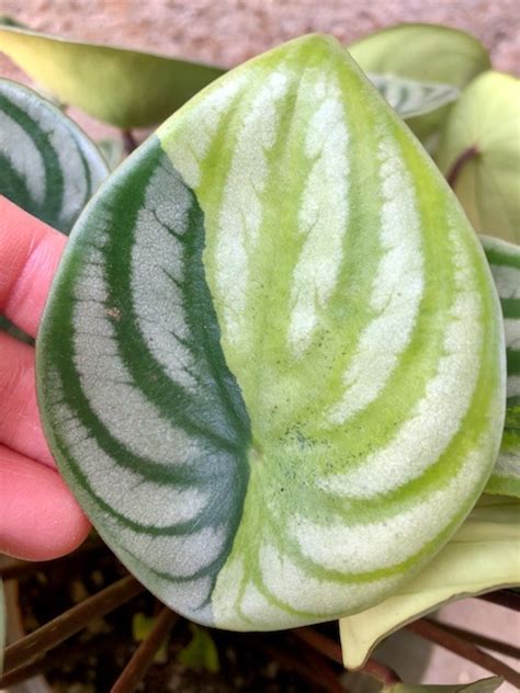 Peperomia Sandersii Variegated