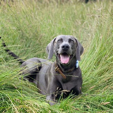 5 Weimaraner Colors: Introducing You To The Gray Ghost